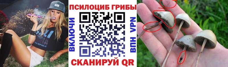 Галлюциногенные грибы Cubensis  ОМГ ОМГ ссылки  Галич 